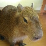 Kapibarando Puipui - かわいいっす