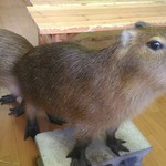 カピバランドＰＵＩＰＵＩ - 一番乗りの僕たちを見て、いらっしゃい〜と言っているのかな？