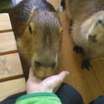 カピバランドＰＵＩＰＵＩ - 手渡しでラビットフードをボリボリ