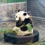 サ・マーシュ - 帰りはお約束の王子動物園。和歌山のアドベンチャーワールドのパンダの赤ちゃんもいいけど、タンタンも忘れないでね♡