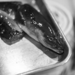 うを徳 - 常州霞ヶ浦（ひたちかすみがうら）の鰻（むなぎ）、百四十七匁（≒550g）