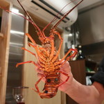 RISTORANTE IL NODO - 鎌倉海老