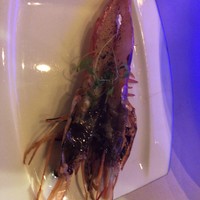 スミレオオサカ - 