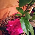 ロビーラウンジ都路里 - 