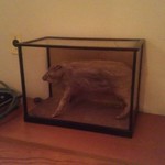 ももんじや - ミニ剥製を鑑賞しながらいただきます