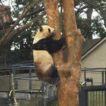 上野動物園 バードソング - わぉ～、リーリーが木登りしてる！！木登りは子供のパンダがよくするけど、大人のリーリーも時々、木登りするんだそうです。リーリーは体重135キロもあるのにかなり上の方まで身軽に登って行ったよ。