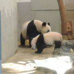 上野動物園 バードソング - お母さんパンダ・シンシンのところに行ったよ～
      シャンシャンはだいぶ色が白くなったけど
      まだほんのりピンク色で、ベビー服を着てるみたい。