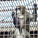 上野動物園 バードソング - パンダの他にもいろいろな動物を観ました、、、
      
      パンダ一家に会えて、上野動物園を楽しんだボキら。
      今晩は浅草にあるホテルに宿泊するので、
      そちらに移動しま～す・・・