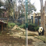 上野動物園 バードソング - シャンシャンを観覧したあとは、
      お父さんパンダ・リーリーのところに。
      あっ、ちょうどこっちに歩いて来た！