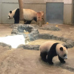 上野動物園 バードソング - おぉぉ～！シャンシャンがいたーーー
      歩いてるよーー
      ひゃあぁぁぁ、かわいぃぃぃ～！！