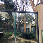 上野動物園 バードソング - また、お父さんパンダのリーリーを観に戻ってきた来たボキら。
      リーリーどこにいるのかな～って探していたら、、、
      
      ちびつぬ「あっ、つぬっこちゃん、あの木を見てーー！」