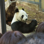 上野動物園 バードソング - 美味しそうに竹を食べるリーリー。太い竹をバキッ、バキッと割って細くした竹を食べてるよ。ポッキーを食べてるみたい。シンシンと比べるとリーリーは腕が太くてマッチョです！無事パンダ一家を観られてハッピー♪