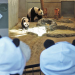 上野動物園 バードソング - あっ、シャンシャンと目があったーーー！！
      めちゃめちゃかわいいぃぃぃ。
      
      ちびつぬ「シャンちゃん、こっちよ～♪」
      