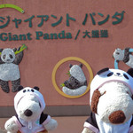 上野動物園 バードソング - 2月27日から1泊2日の東京旅行に来たボキら。
      目的は上野動物園のパンダ、シャンシャンだよ。
      
      ちびつぬ「シャンシャン、シャンシャン～♪」
      
      実はボキら、シャンシャンを観に来るのは2回目なの～