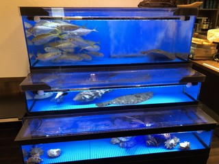 Kaisen Izakaya Fudou - 3段の水槽には、アジ　カワハギ　ヒラメ　牡蠣　アワビ　イセエビ等新鮮活魚がいっぱいです。