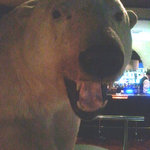 ペンギンのいるダイニングバー沖縄 - 