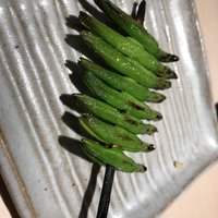 焼鳥 おみ乃 - 