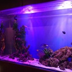 バーハクシ - 巨大水槽