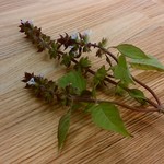 wacca  - ホーリーバジル