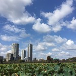 と思ったらやっぱりタワーマンションが目に入るのでした　野暮な風景です（笑）海外の人はこのミスマッチが良いと言いますけど