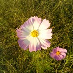 喫茶 ノラネコ - 