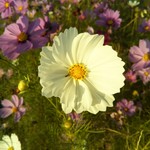 喫茶 ノラネコ - 