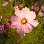 喫茶 ノラネコ - 