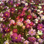 喫茶 ノラネコ - 