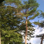 Japanese cuisine  Karatsu