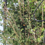 ラーメン二郎 - あ、銀杏･･･