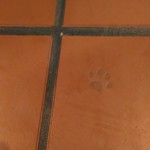 ハングリータイガー - タイルの足跡はワンちゃん？タイガー？