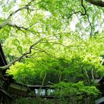 Meiji No Mori Mino Ooto Wa Sansou - 国定公園明治の森にたたずむ邸宅