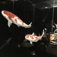 SAMURAI dos Premium Steak House 八重洲鉄鋼ビル店 - 