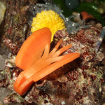 旬彩鈴吉 - サザエのお刺身の人参のチョウチョの細工