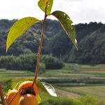 Occhiali Oga - 窪田農園の柿