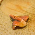 鮨　まつ本 - ホッキガイの先の部分