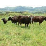 生長在環境良好，管理周到的牧場中的黑毛和牛
