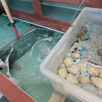 海の幸 魚虎 - 料理写真:生け簀