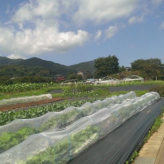 "Directly delivered vegetables" from Noto, Ishikawa Prefecture