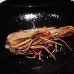 野嵯和 - 車エビ頭