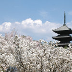 Bon - 名勝御室桜は京都一の遅咲きです。背丈が低く目線の高さでお花見ができます!!!