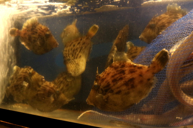 壱献（いっこん） &ndash; 郡山の本格日本料理で上質ディナー