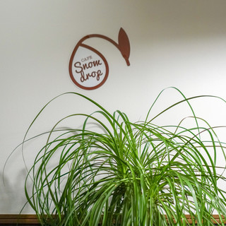 スノウドロップ_2