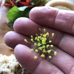 クスクシュ - 花びらを浮かべ