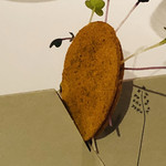 ミシェル・ブラス トーヤ ジャポン - 