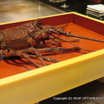 鉄板焼 しろや 銀座亭 - 