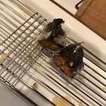 旬彩 天ぷら 心来(しんら） - 