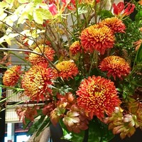 中国料理 星ヶ岡 - 