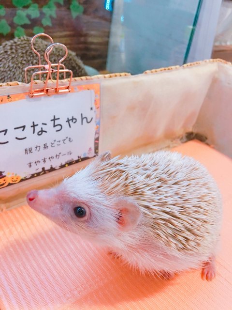 最も人気のある ハリネズミ 名古屋市 2454 名古屋市 ハリネズミ 販売 最も人気のある ハリネズミ 名古屋市 2454 名古屋市 ハリネズミ 販売