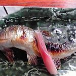 千寿閣 - 鮎の塩焼き